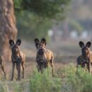 David Shepherd Wildlife Foundation