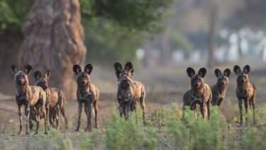 David Shepherd Wildlife Foundation