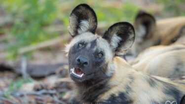 Wild Dog Cubs Fight For Food - Wildlife Photography Prints For Sale