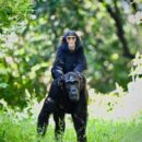 David Shepherd Wildlife Foundation