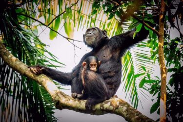 David Shepherd Wildlife Foundation