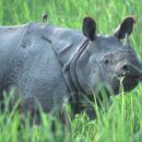 David Shepherd Wildlife Foundation