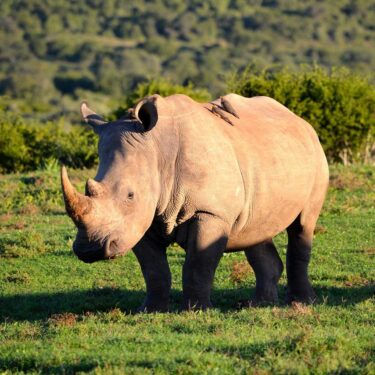 David Shepherd Wildlife Foundation