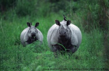 David Shepherd Wildlife Foundation