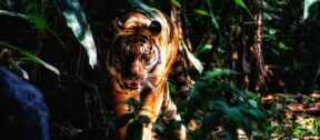 David Shepherd Wildlife Foundation