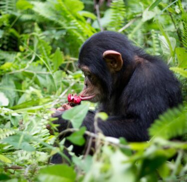 David Shepherd Wildlife Foundation