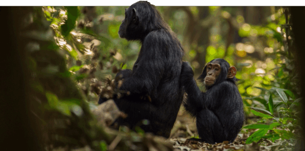 David Shepherd Wildlife Foundation