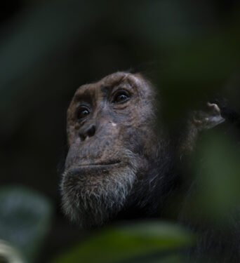 David Shepherd Wildlife Foundation