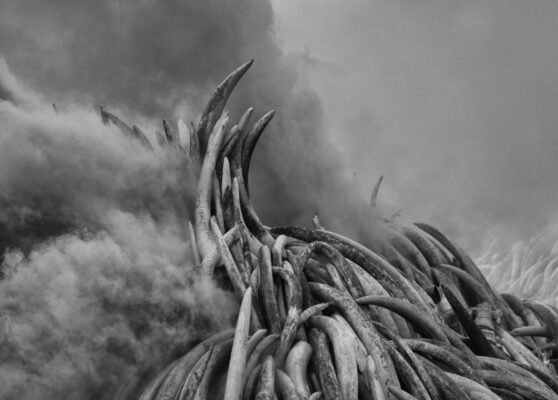 David Shepherd Wildlife Foundation