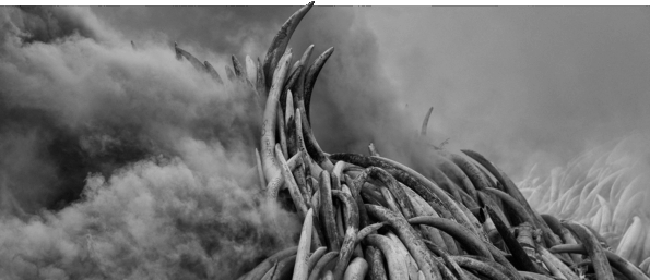 David Shepherd Wildlife Foundation