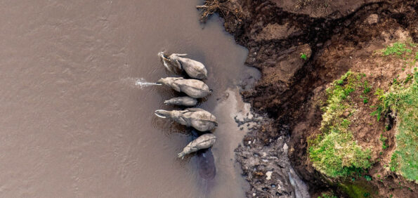 David Shepherd Wildlife Foundation