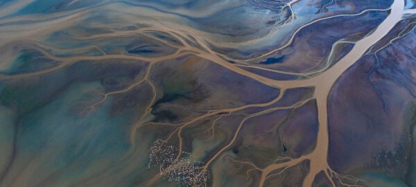 David Shepherd Wildlife Foundation