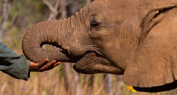 David Shepherd Wildlife Foundation