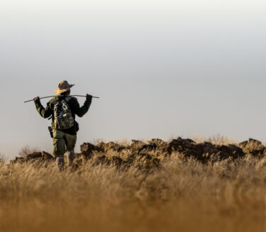 David Shepherd Wildlife Foundation