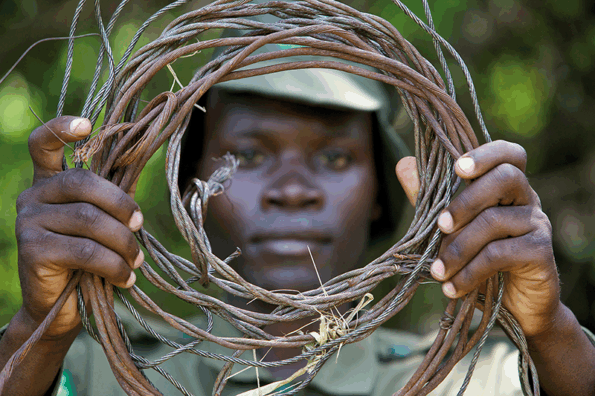 David Shepherd Wildlife Foundation