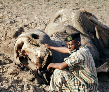 David Shepherd Wildlife Foundation