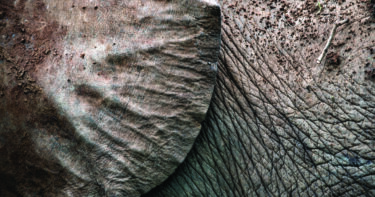 David Shepherd Wildlife Foundation