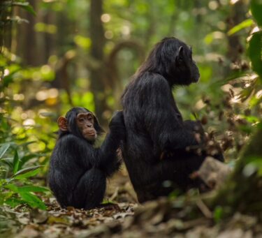 David Shepherd Wildlife Foundation