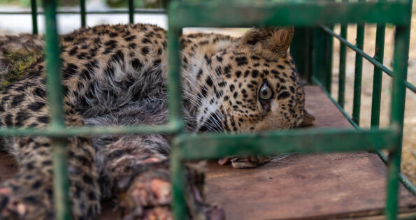 David Shepherd Wildlife Foundation