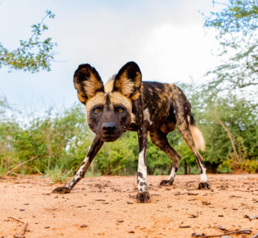 David Shepherd Wildlife Foundation