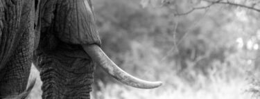 David Shepherd Wildlife Foundation