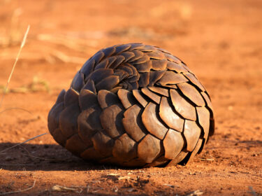 David Shepherd Wildlife Foundation