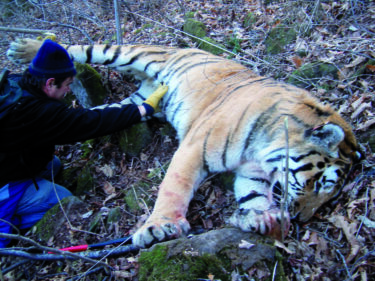 David Shepherd Wildlife Foundation