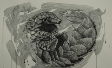 David Shepherd Wildlife Foundation