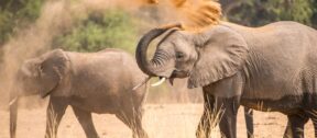 David Shepherd Wildlife Foundation