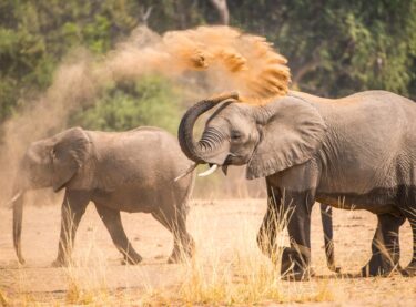 David Shepherd Wildlife Foundation