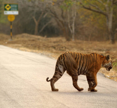 David Shepherd Wildlife Foundation