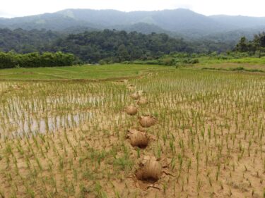 David Shepherd Wildlife Foundation