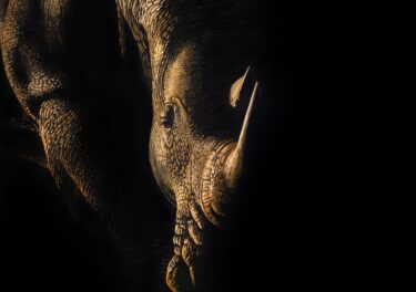 David Shepherd Wildlife Foundation