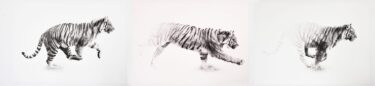 David Shepherd Wildlife Foundation