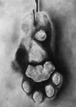 David Shepherd Wildlife Foundation