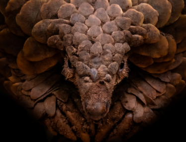 David Shepherd Wildlife Foundation