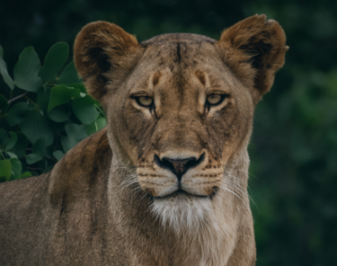 David Shepherd Wildlife Foundation