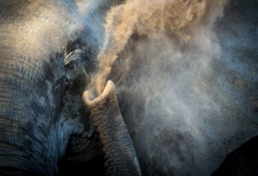 David Shepherd Wildlife Foundation