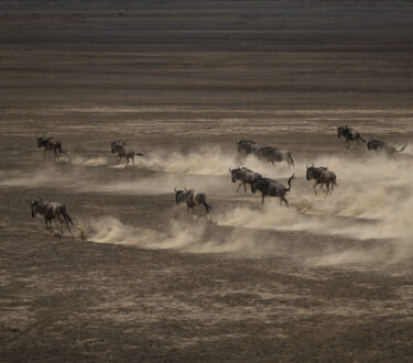 David Shepherd Wildlife Foundation