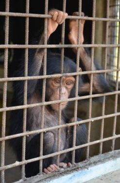 David Shepherd Wildlife Foundation