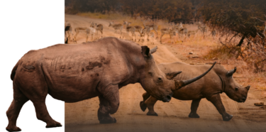 David Shepherd Wildlife Foundation