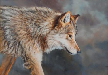 David Shepherd Wildlife Foundation