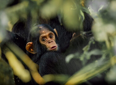 David Shepherd Wildlife Foundation