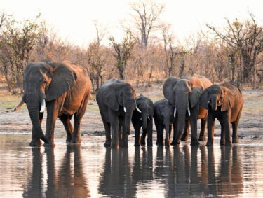 Elephant Facts | David Shepherd Wildlife Foundation