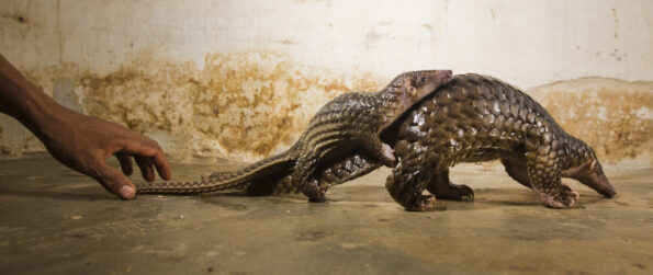 David Shepherd Wildlife Foundation