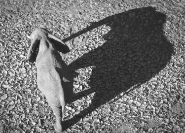 David Shepherd Wildlife Foundation