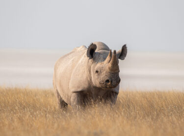 David Shepherd Wildlife Foundation