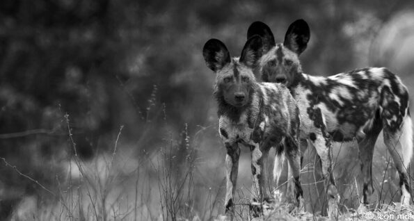 David Shepherd Wildlife Foundation