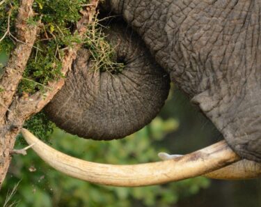 David Shepherd Wildlife Foundation