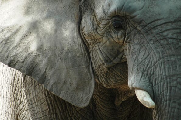 David Shepherd Wildlife Foundation